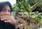 Viral, Wanita Menangis Usai 600 Pohon Pisangnya Diduga Diracun: Temukan Bekas Suntikan di Batang