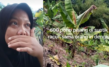 Viral, Wanita Menangis Usai 600 Pohon Pisangnya Diduga Diracun: Temukan Bekas Suntikan di Batang