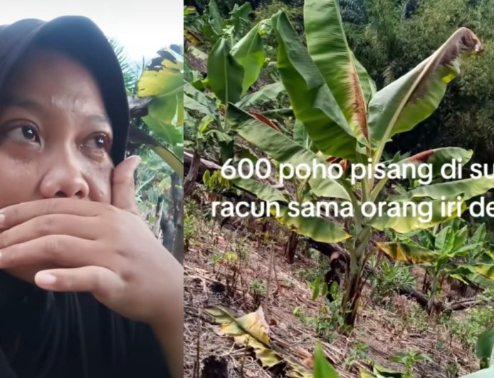 Viral, Wanita Menangis Usai 600 Pohon Pisangnya Diduga Diracun: Temukan Bekas Suntikan di Batang