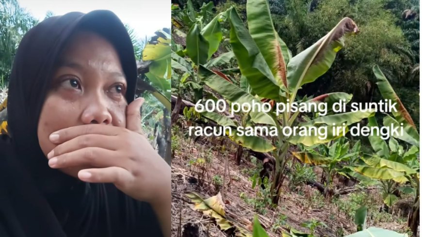 Viral, Wanita Menangis Usai 600 Pohon Pisangnya Diduga Diracun: Temukan Bekas Suntikan di Batang